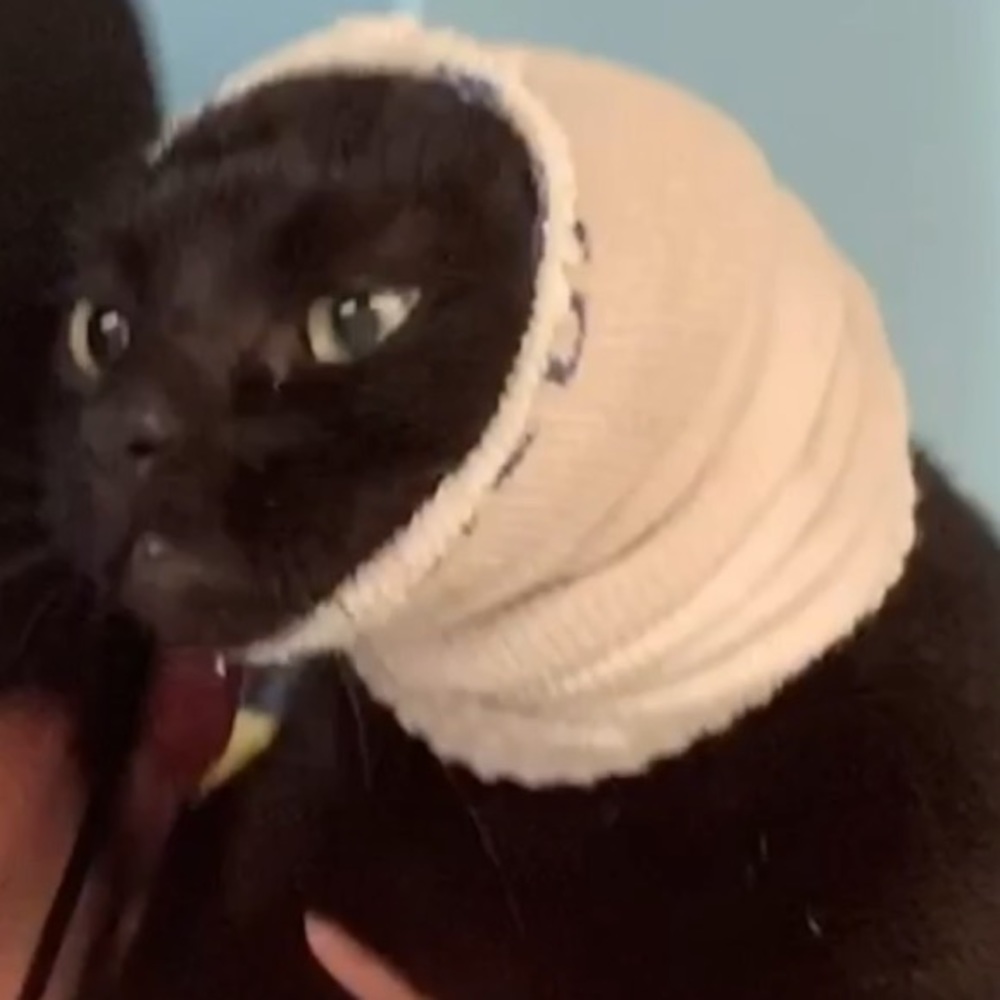 Meet your Posher, Lee